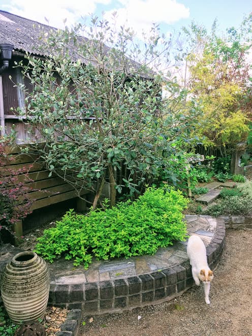 管理された庭の植栽全景