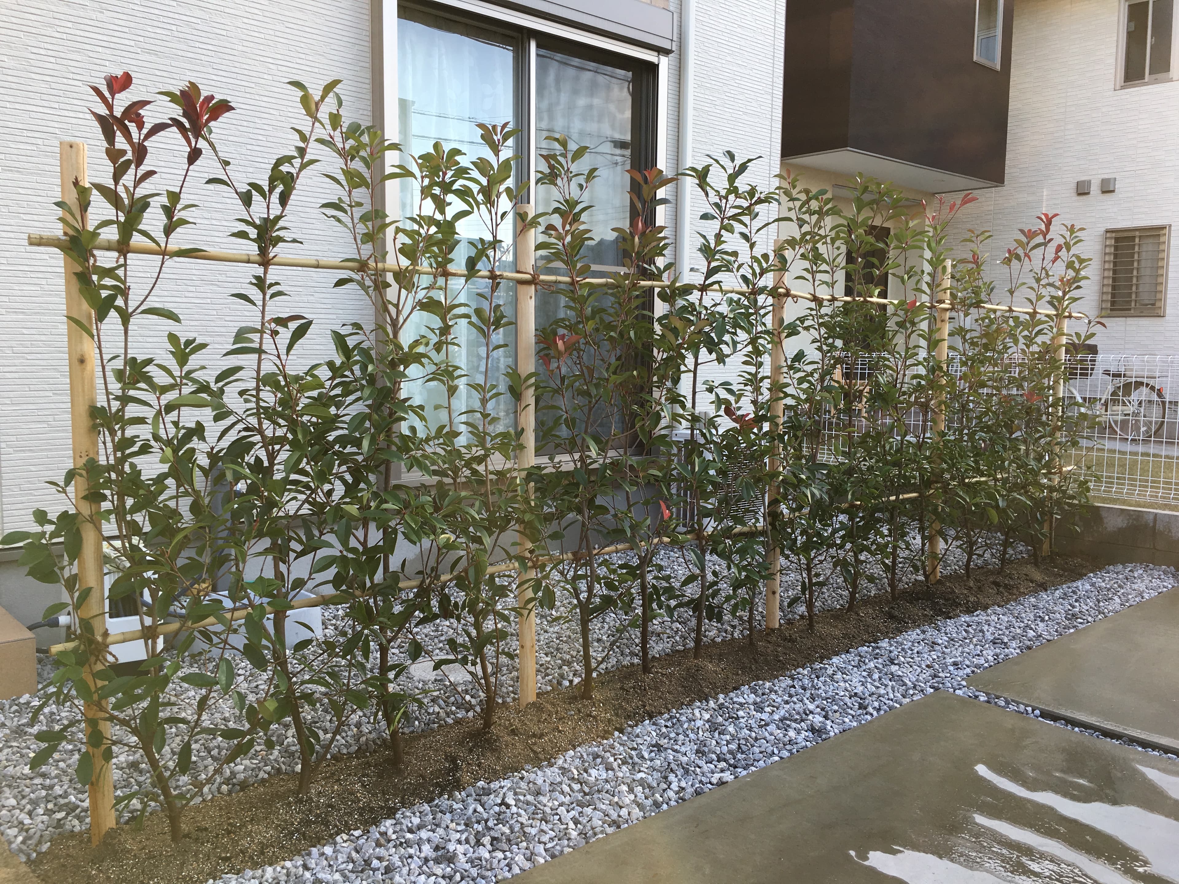 管理されたレッドロビンの生垣