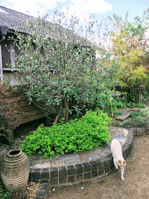 植栽と花壇で彩られた、落ち着いた雰囲気の庭の風景