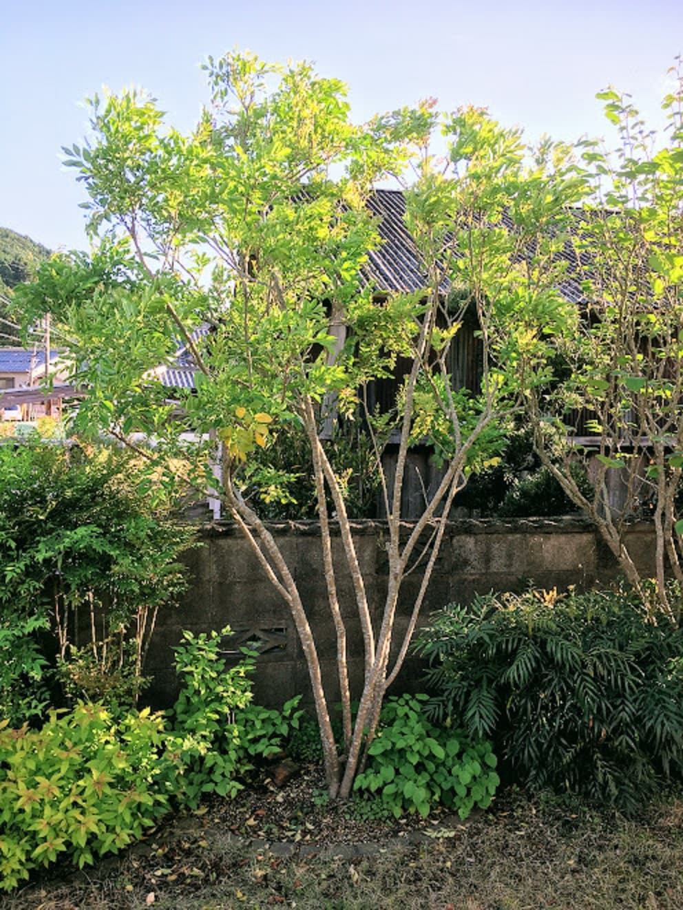 瑞々しい緑の葉とシンボルツリー